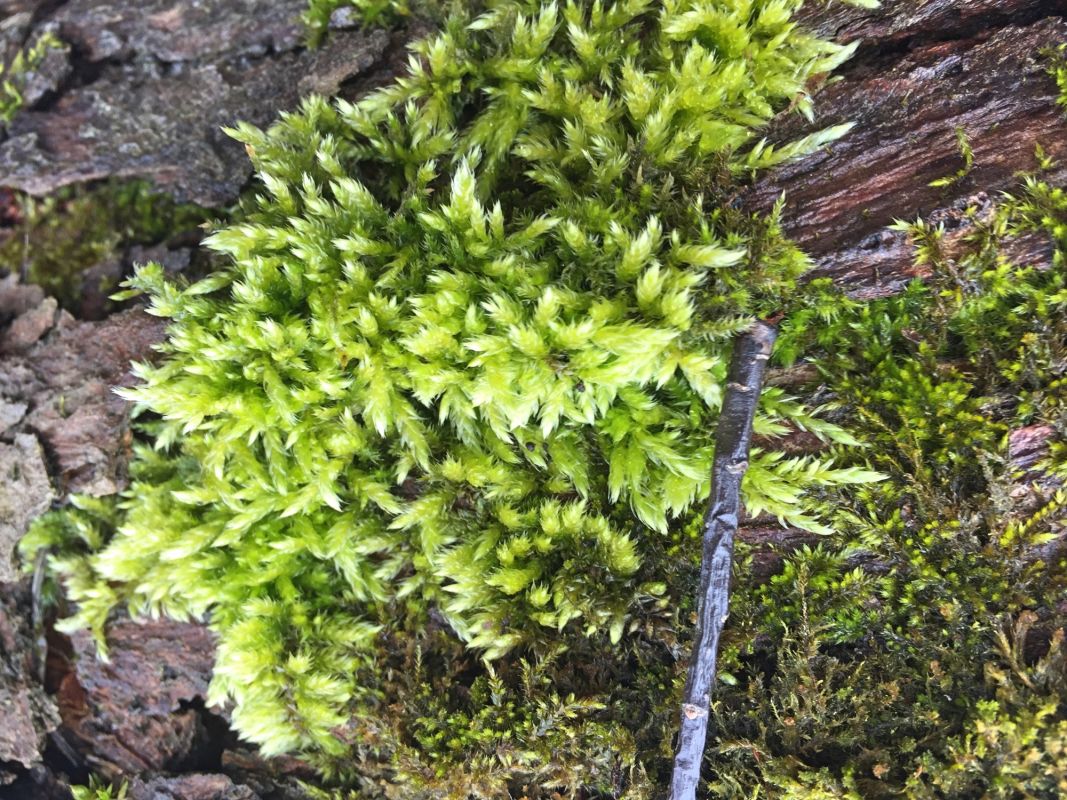 Тетеревский лес