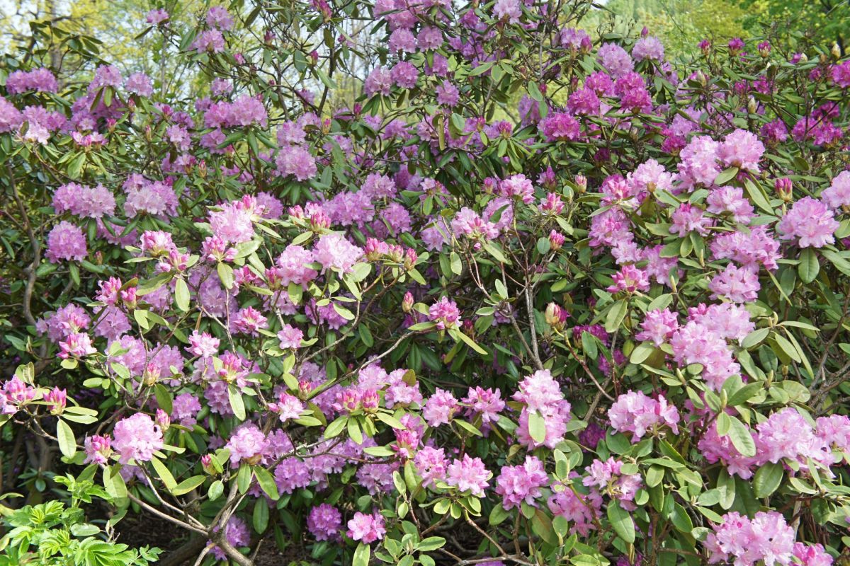 Бернардинский сад (Сад Bernardinų)