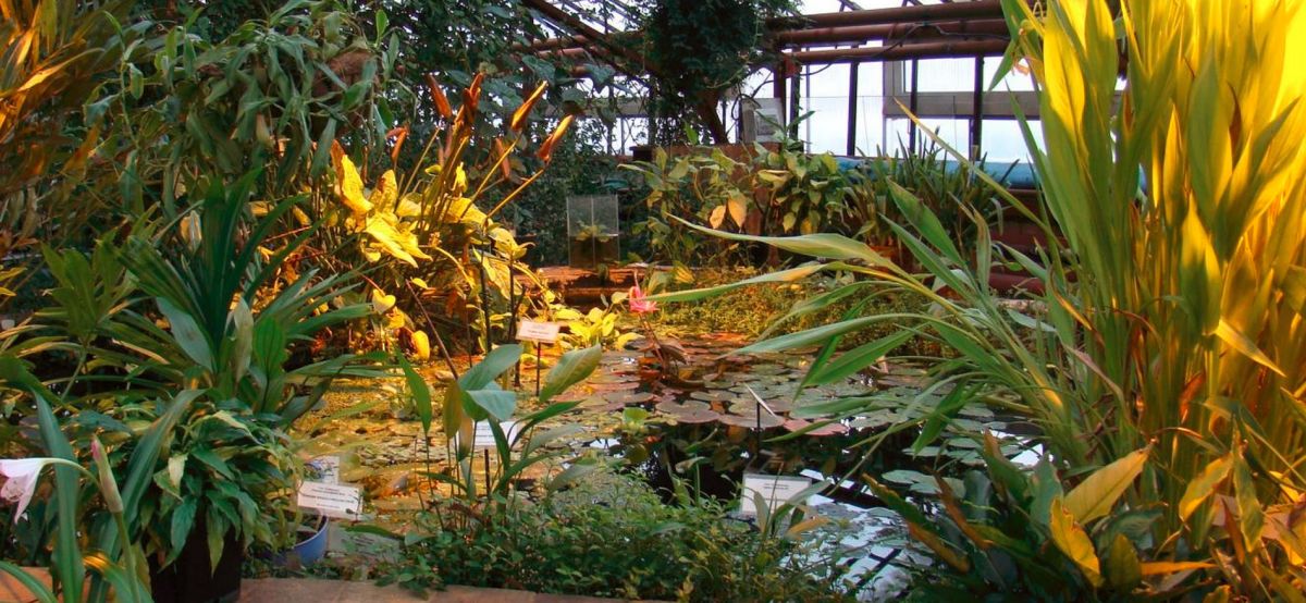 Ботанический сад Иркутского государственного университета