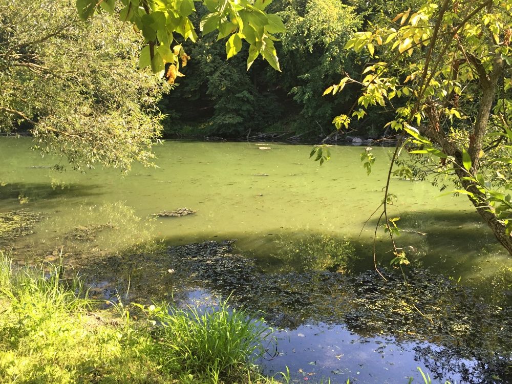 Река Тетерев