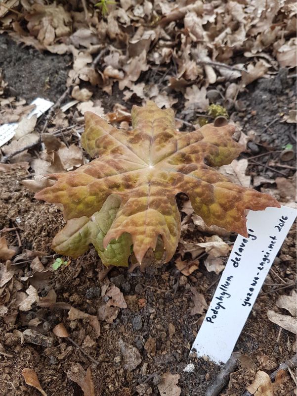 Коллекционный сад хутора Лепику-Марди