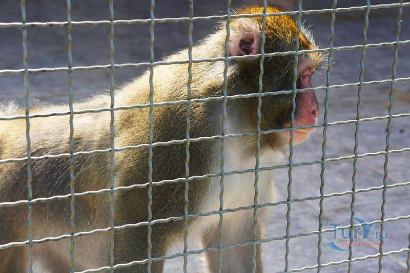 Зоопарк в Батуми