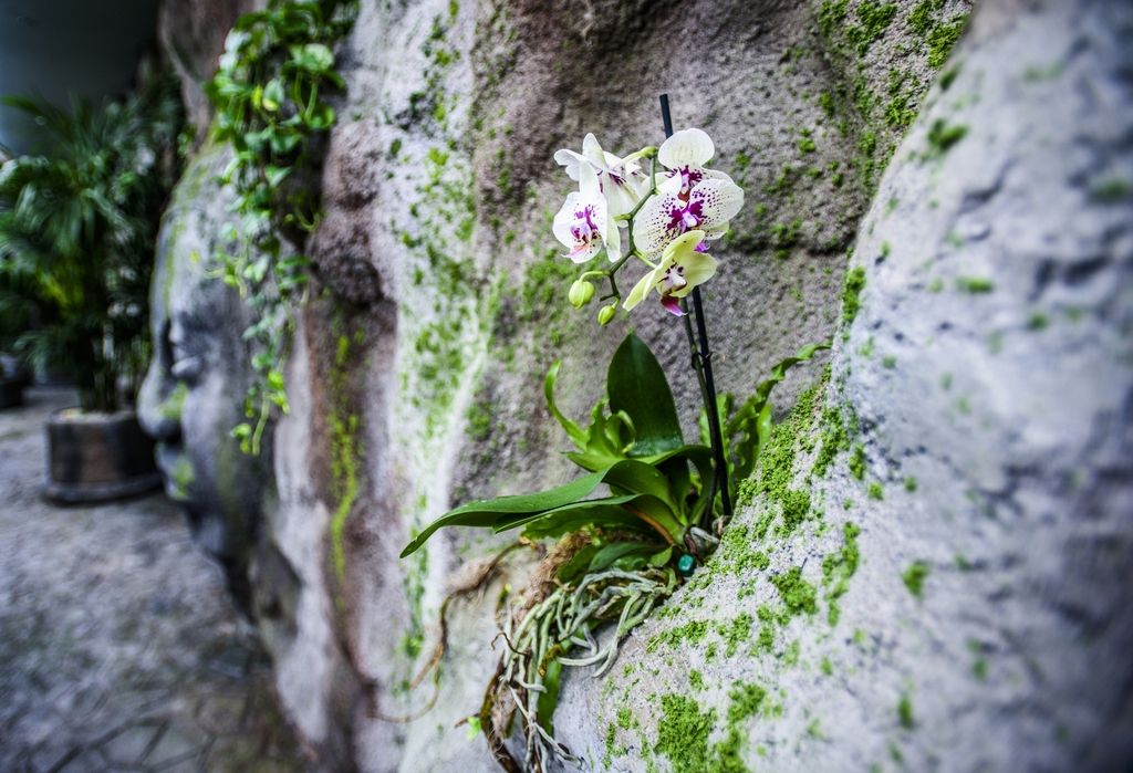 Дом бабочек Papilonia