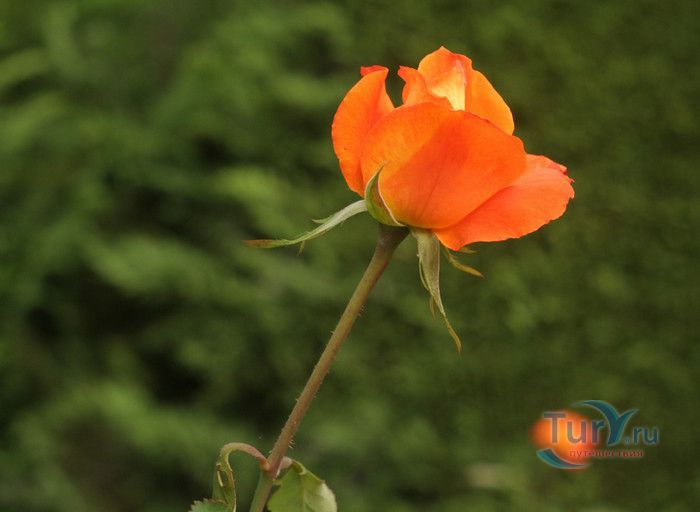 Пейзажный Парк Фонвьей и Розарий Принцессы Грейс
