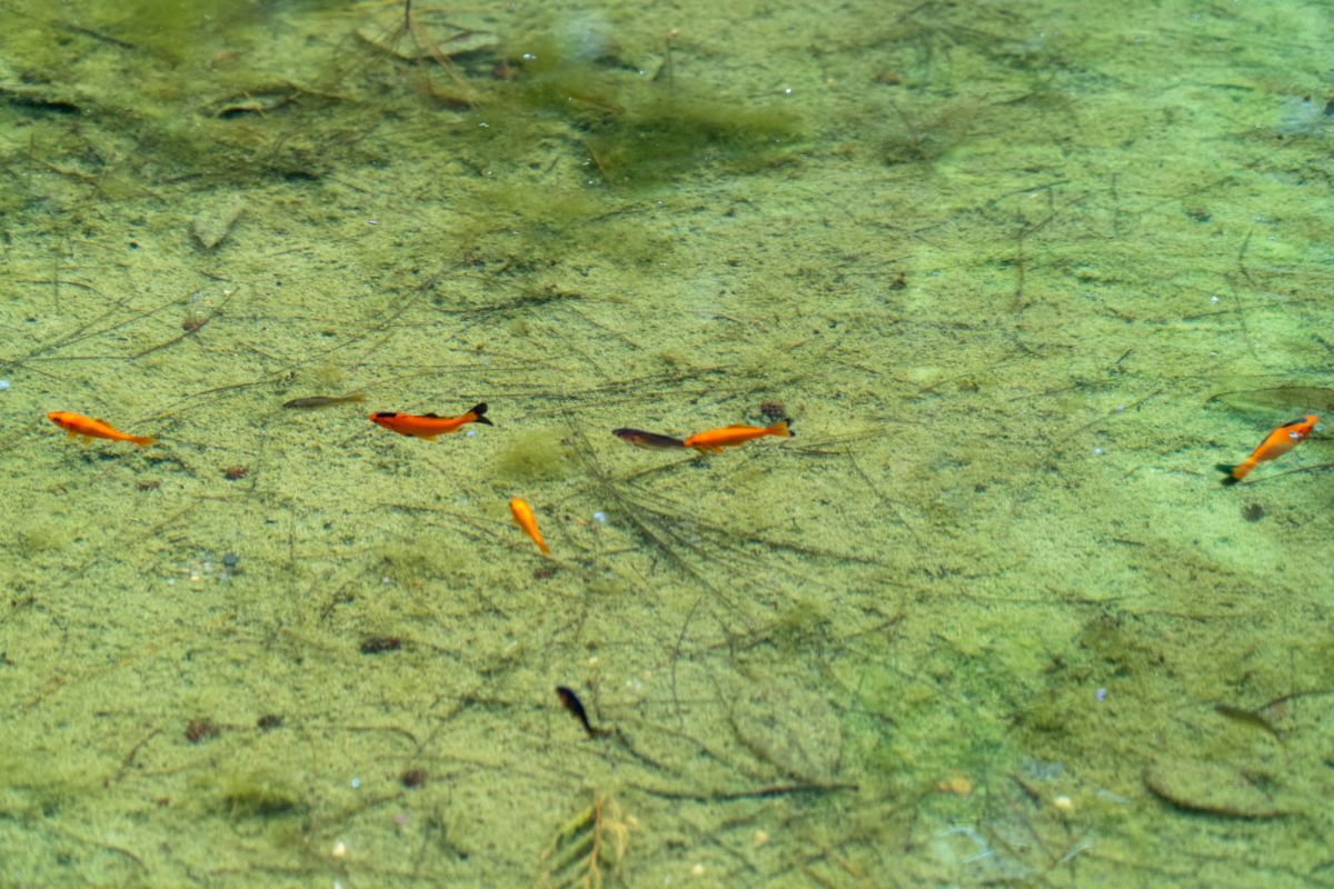 Сады Монфорт