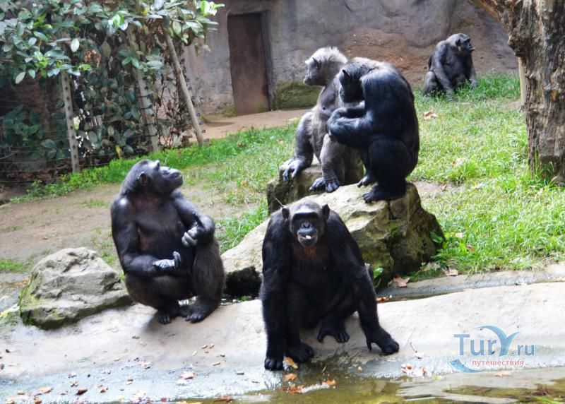 Барселонский зоопарк