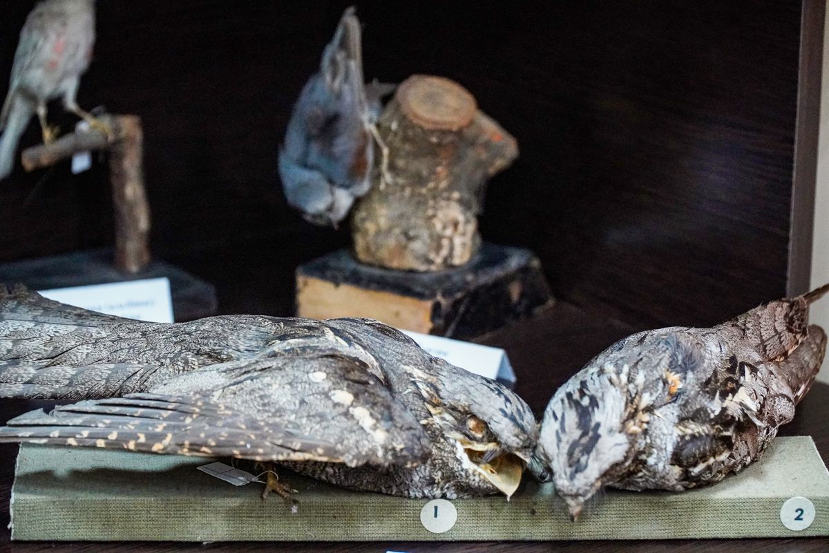 Житомирский музей природы