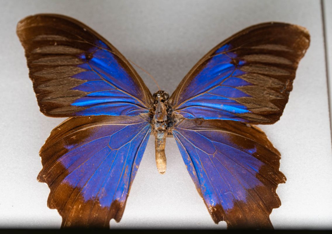 Музей естественной истории Вроцлавского университета