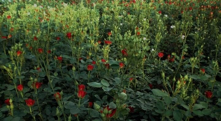 Пылтсамааский розарий