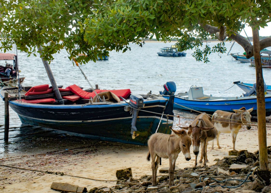 Ослиный заповедник