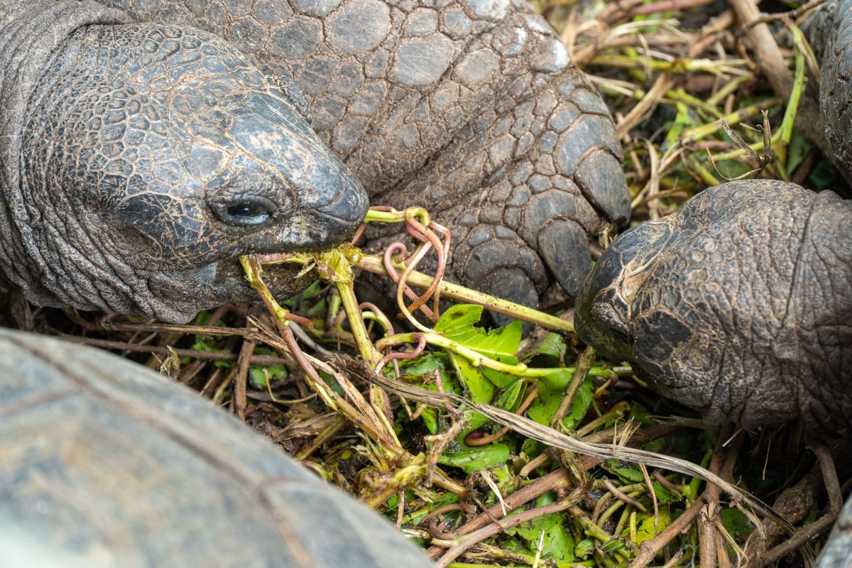 Пляж Анс Такамака