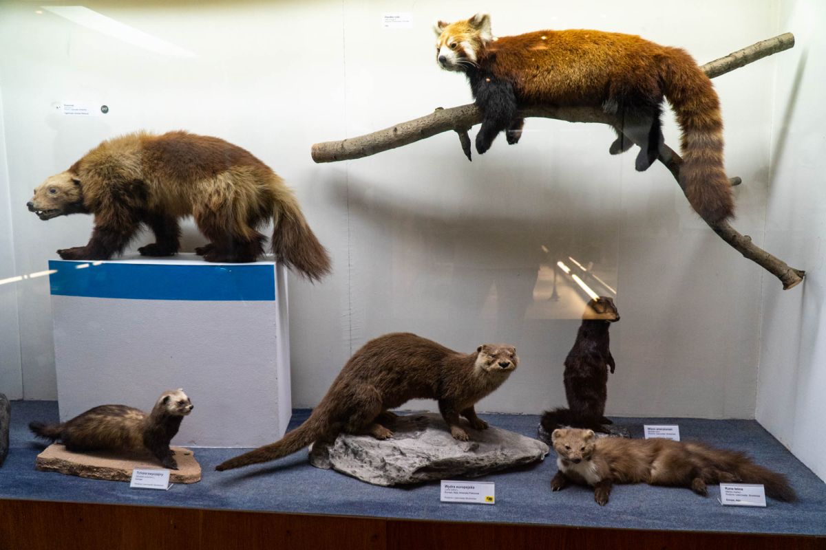 Музей естественной истории Вроцлавского университета
