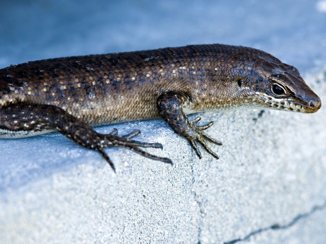 Особый заповедник острова Кузин