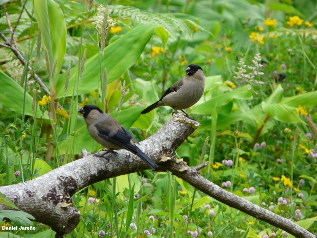 Экологический центр по охране азорского снегиря