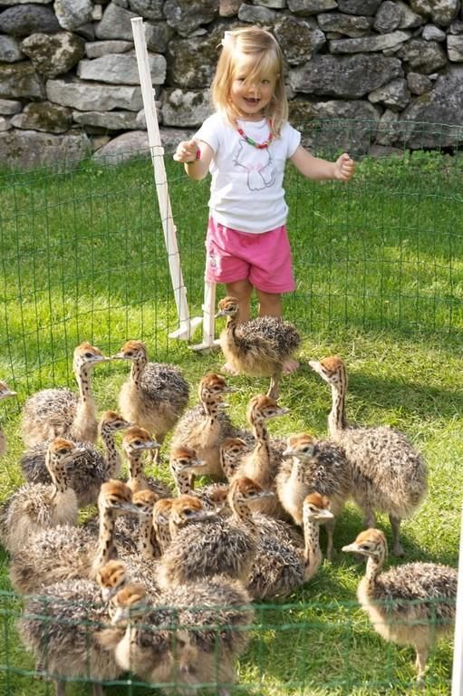 Страусиная ферма на острове Муху