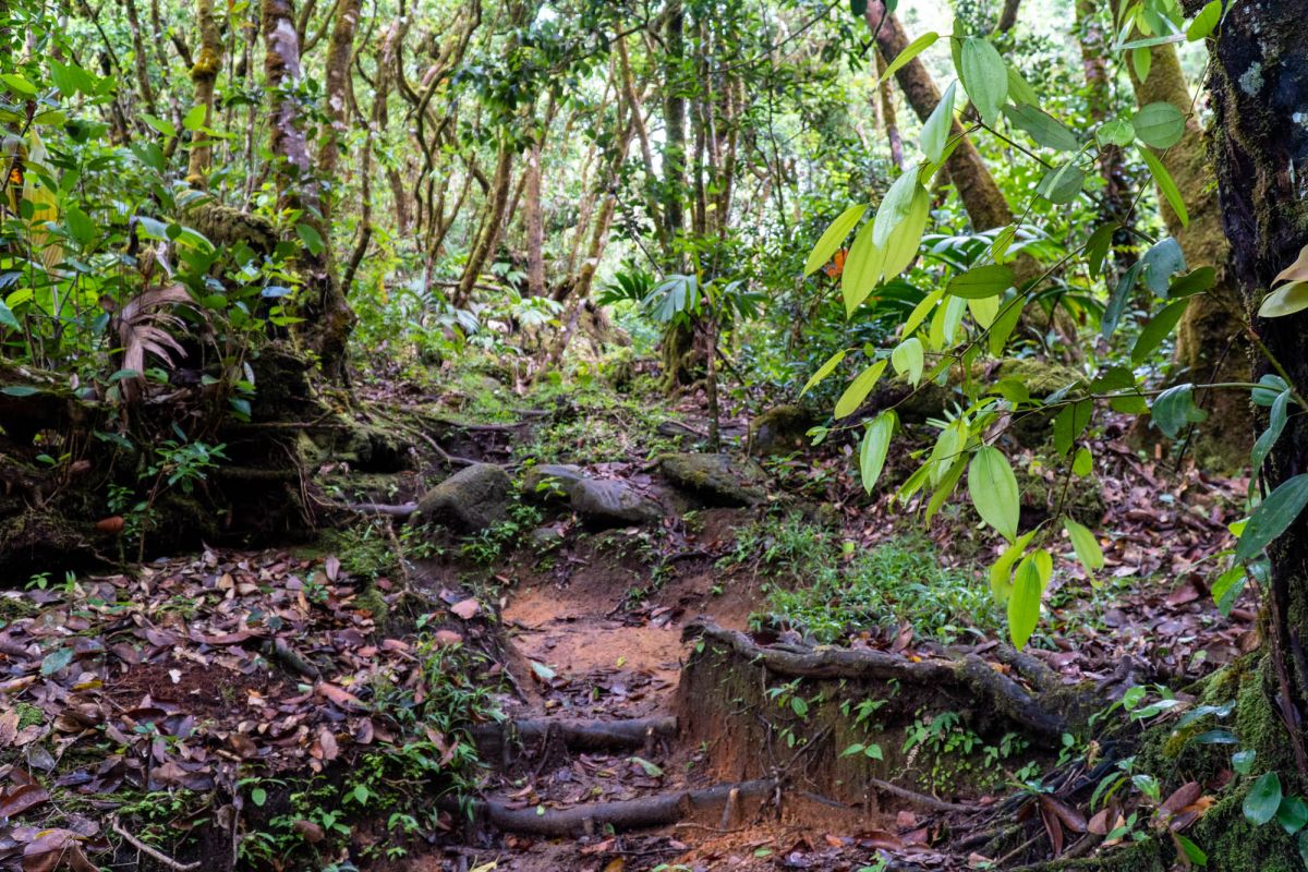 Морн Блан Трейл