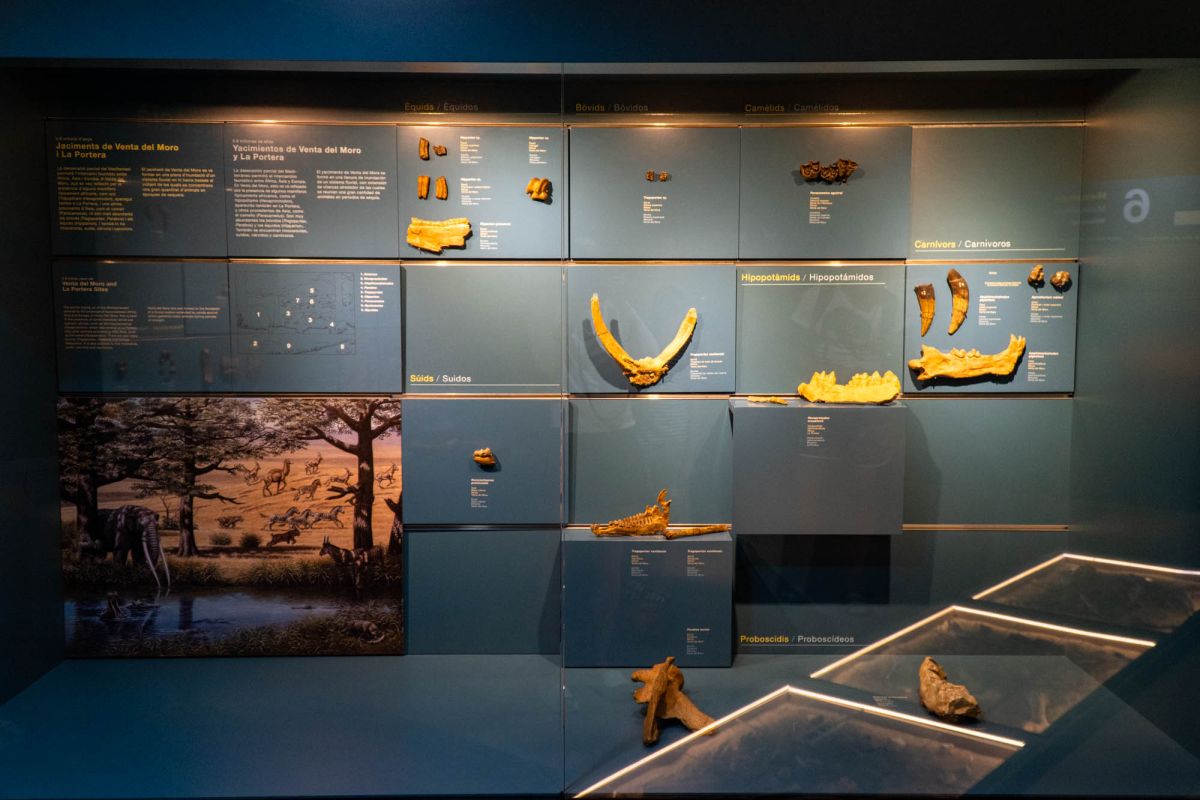 Музей естественных наук