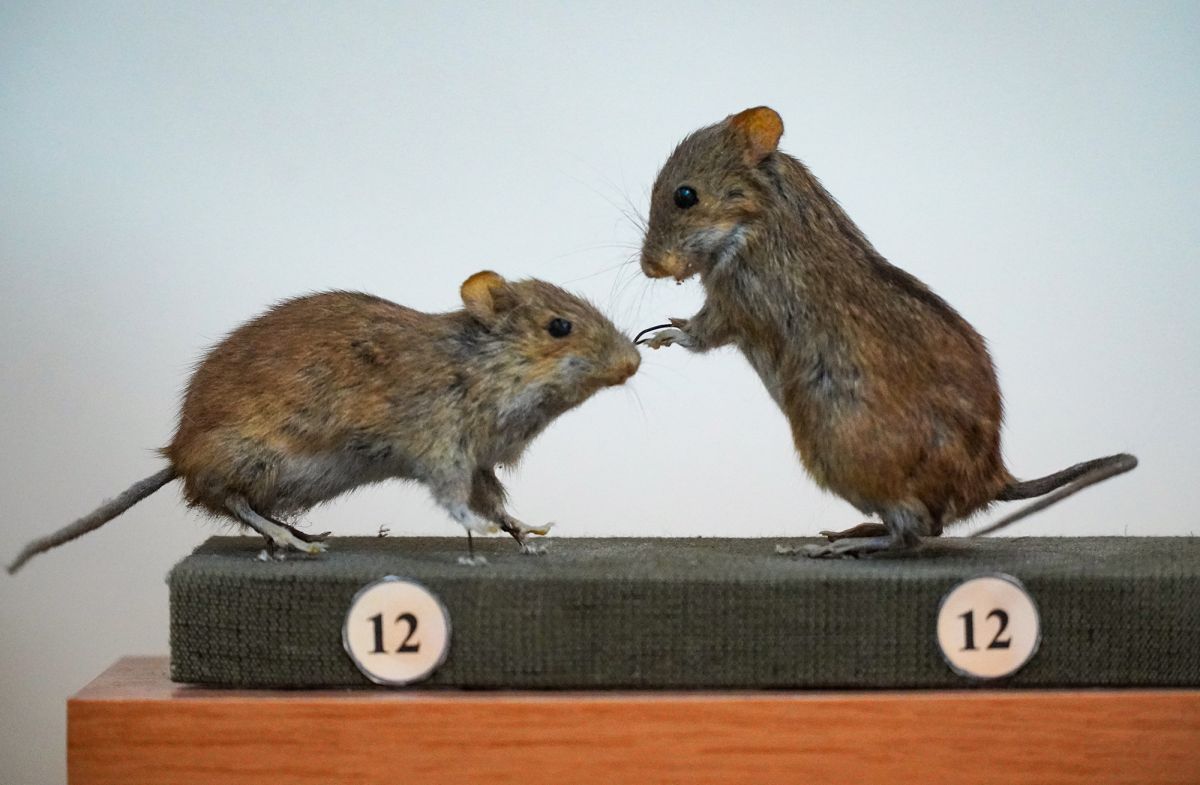 Житомирский музей природы