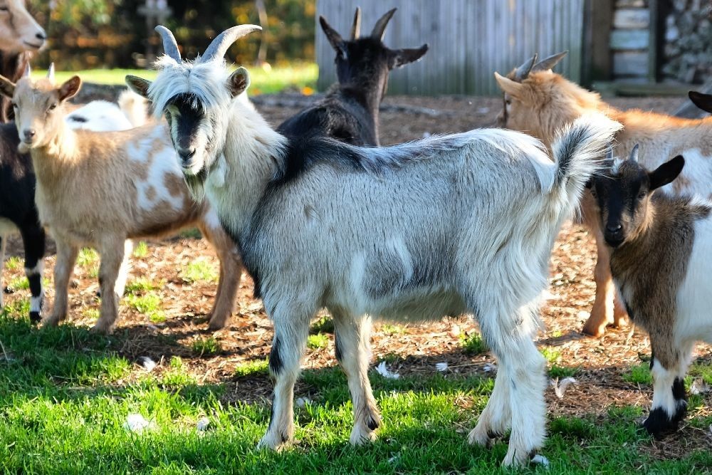 Зоопарк хутора Калласте