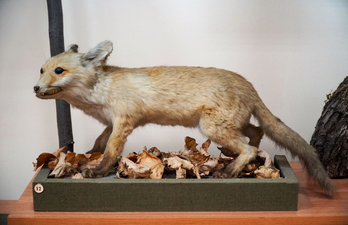 Житомирский музей природы