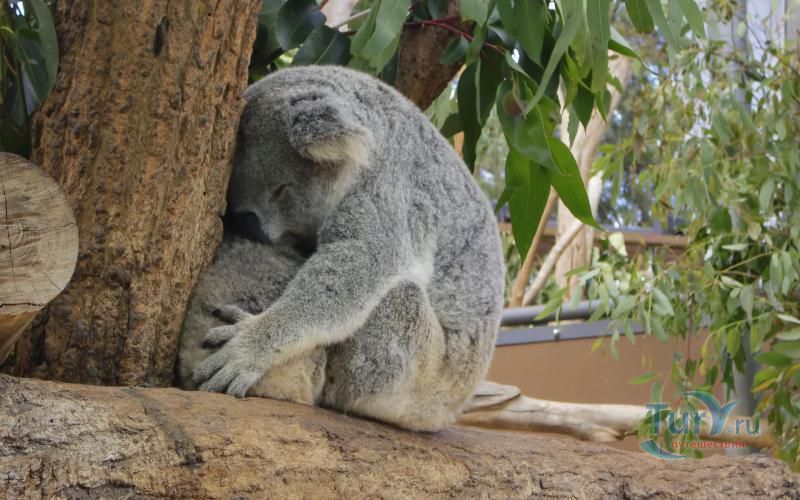 Зоопарк Таронга 