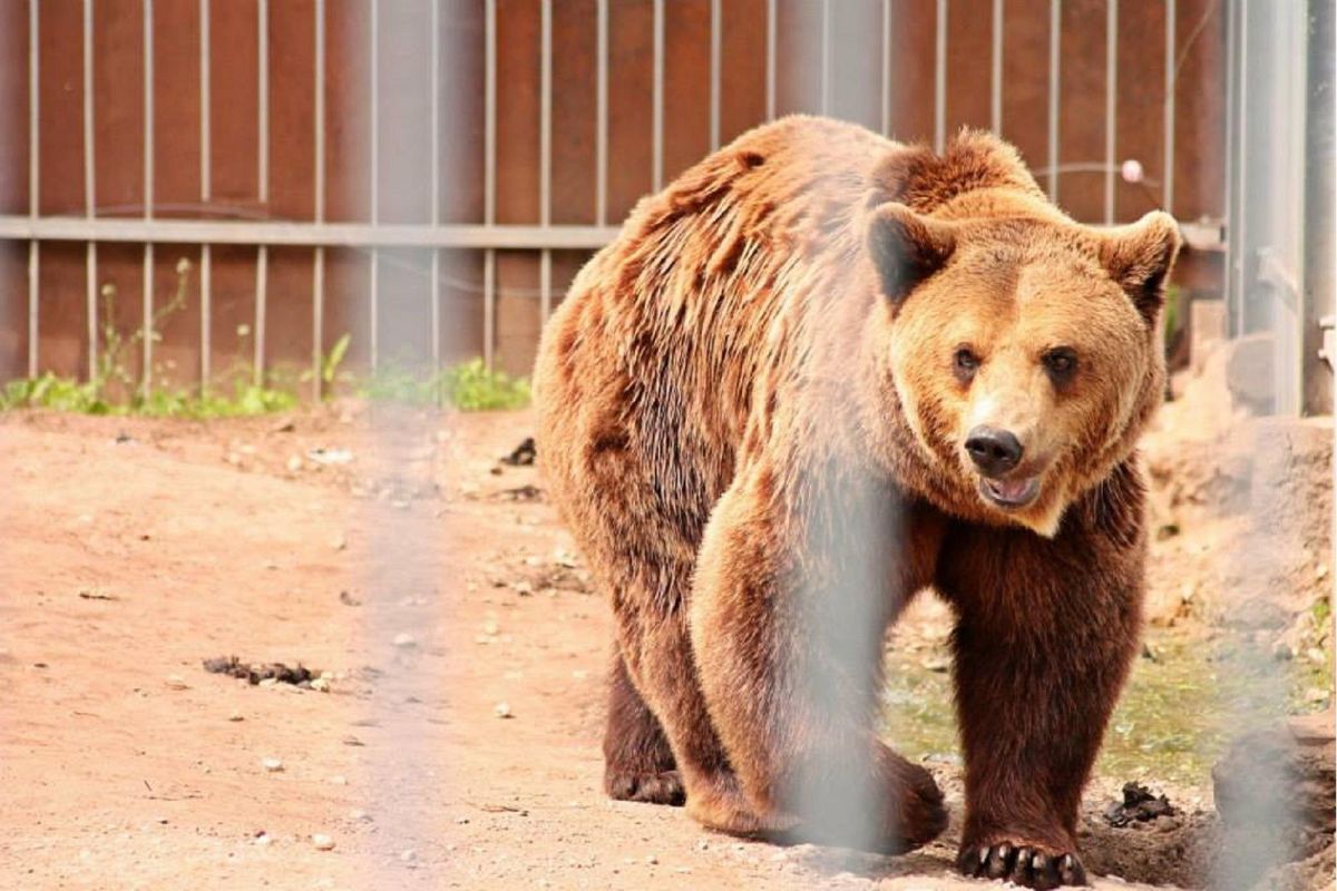 Парк животных Алавески