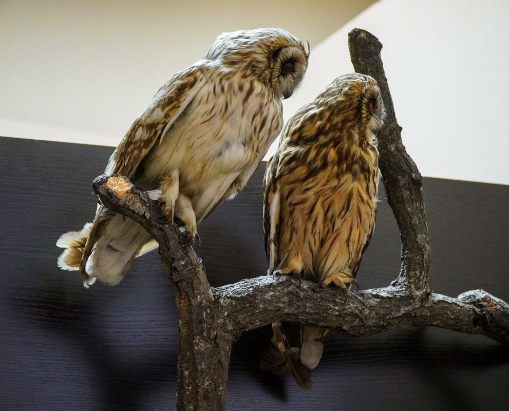 Житомирский музей природы