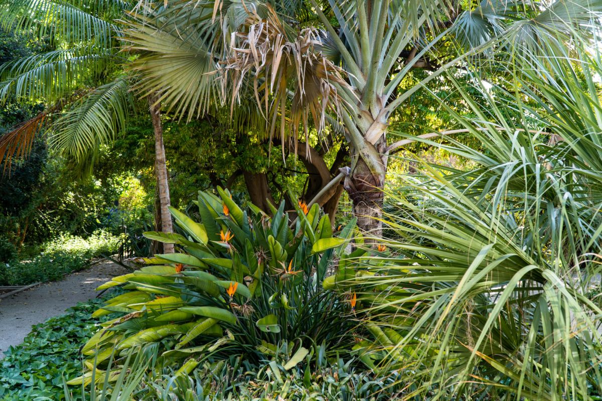 Ботанический сад Валенсии