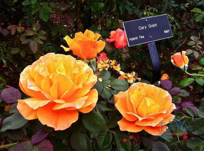 Пейзажный Парк Фонвьей и Розарий Принцессы Грейс