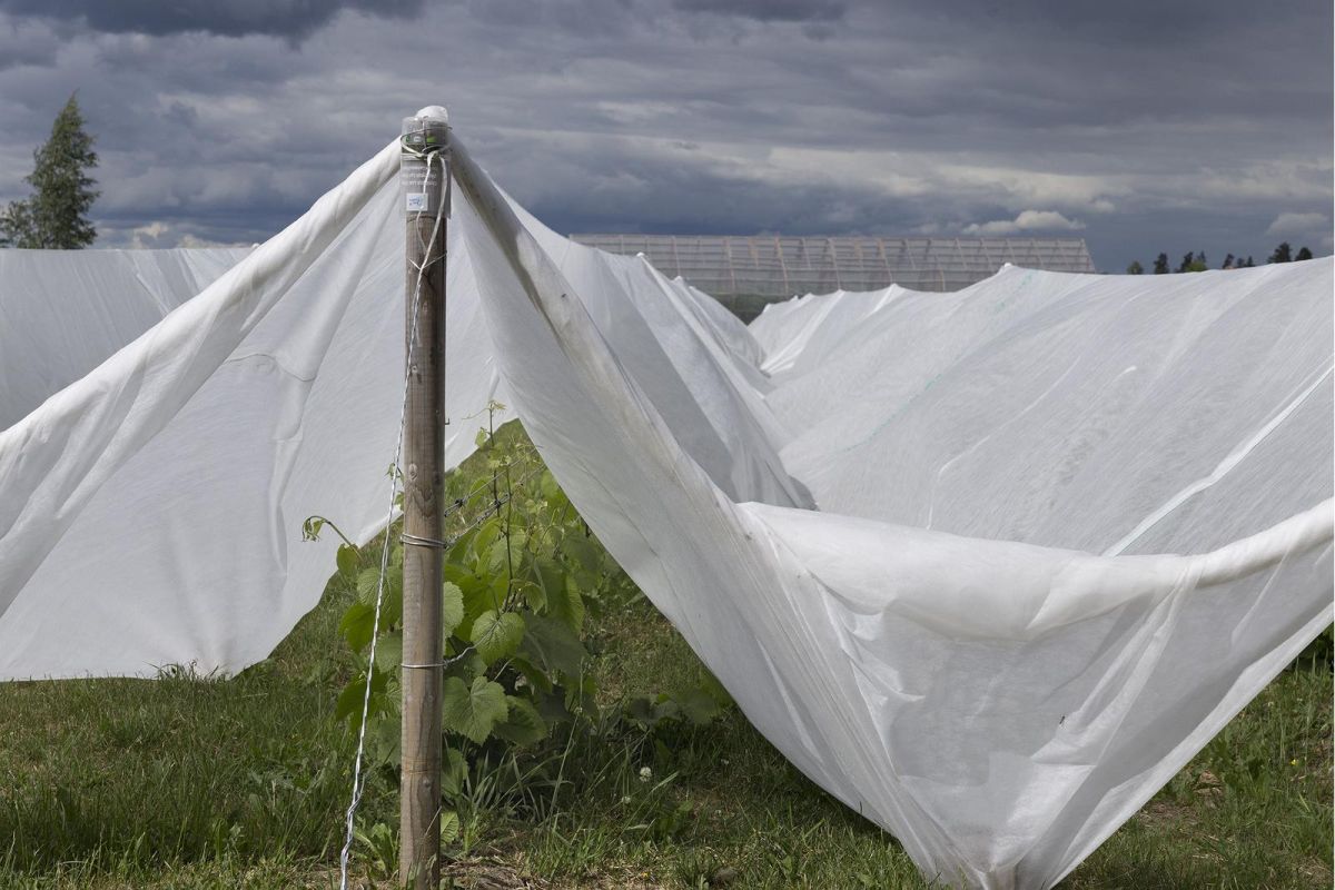 Сидровая ферма Тори