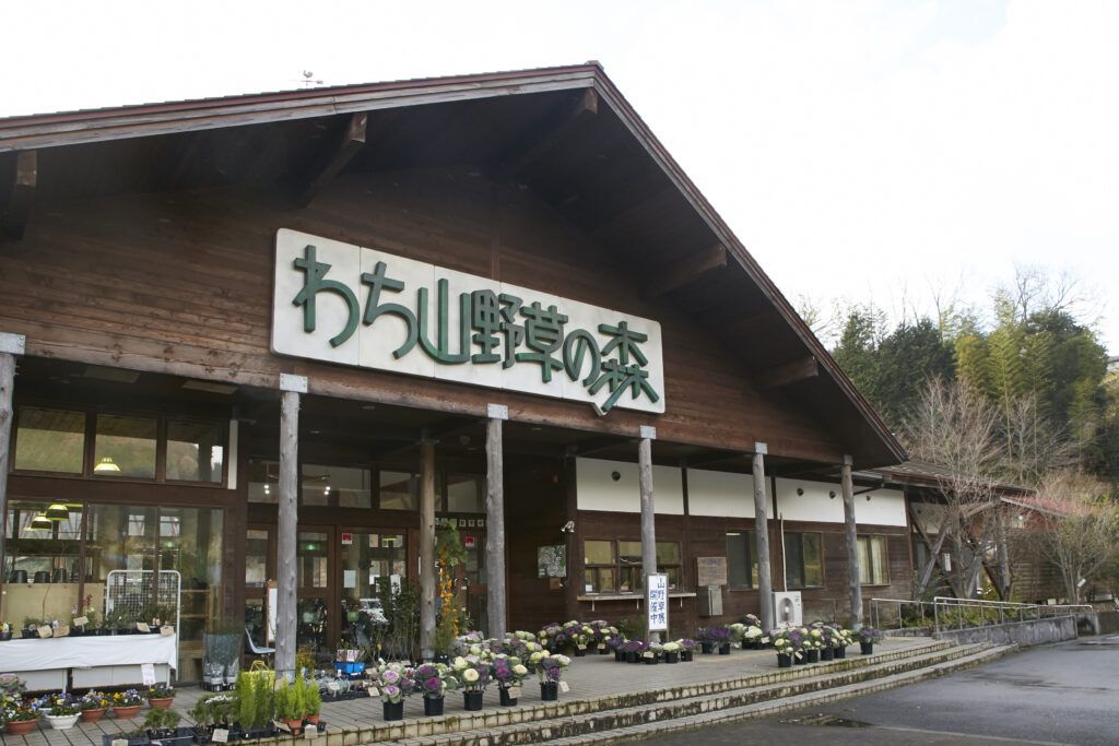 Лес диких цветов Вачи