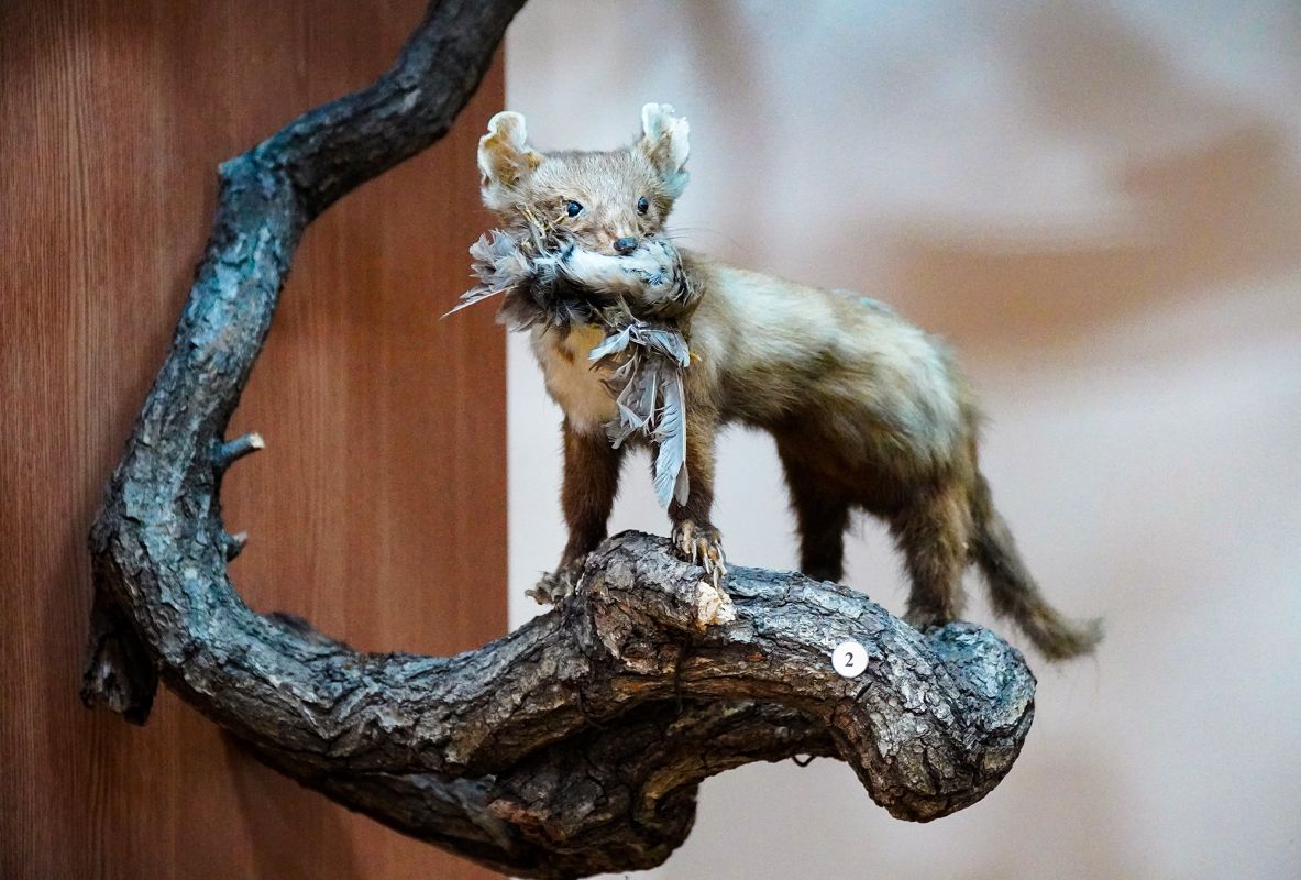 Житомирский музей природы