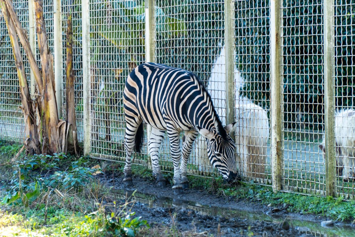 Зоопарк в Батуми