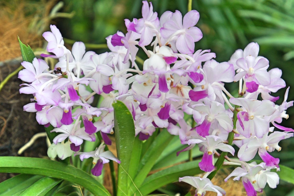 Национальный сад орхидей Сингапура