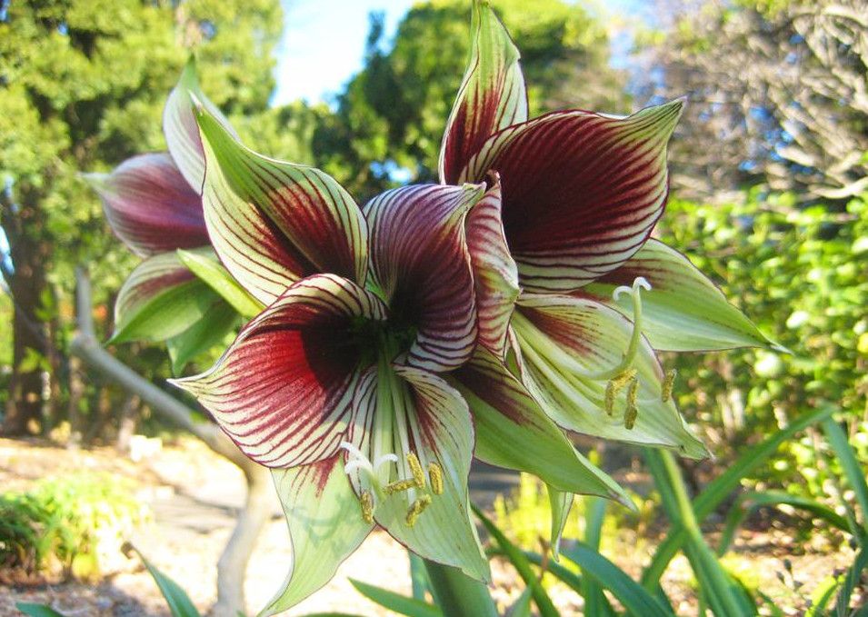 Королевский Ботанический Сад