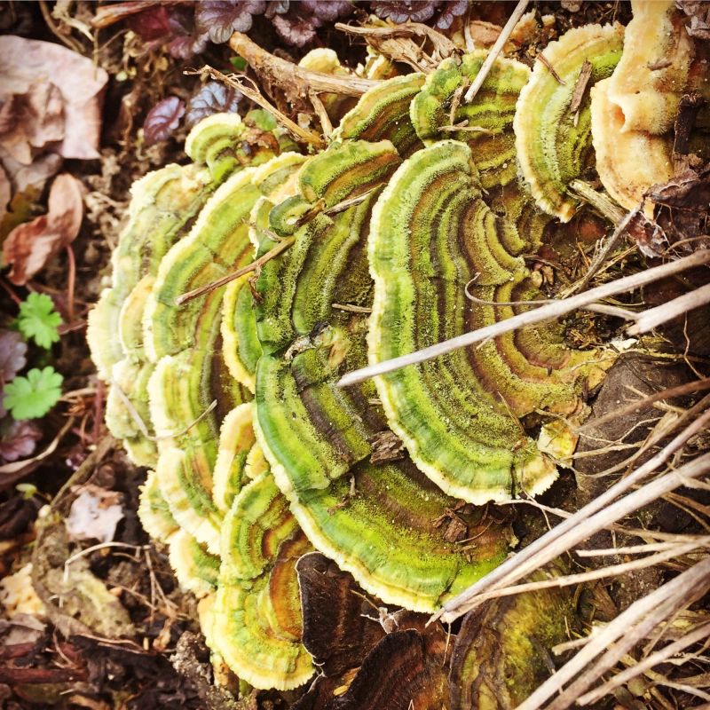 Тетеревский лес