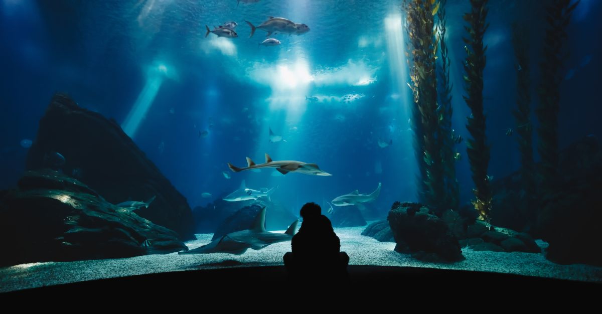 Лиссабонский океанариум