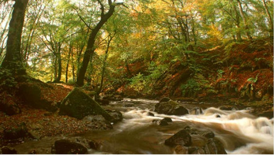 Беркс Аберфелди