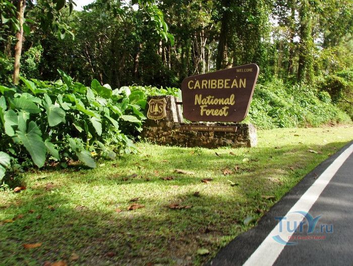 Национальный Лес Эль Юнке