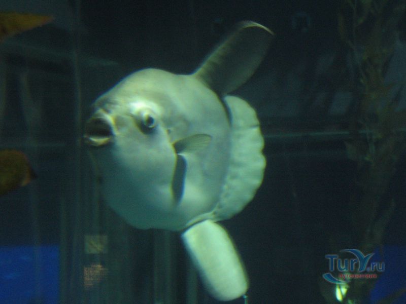 Аквариум Осаки