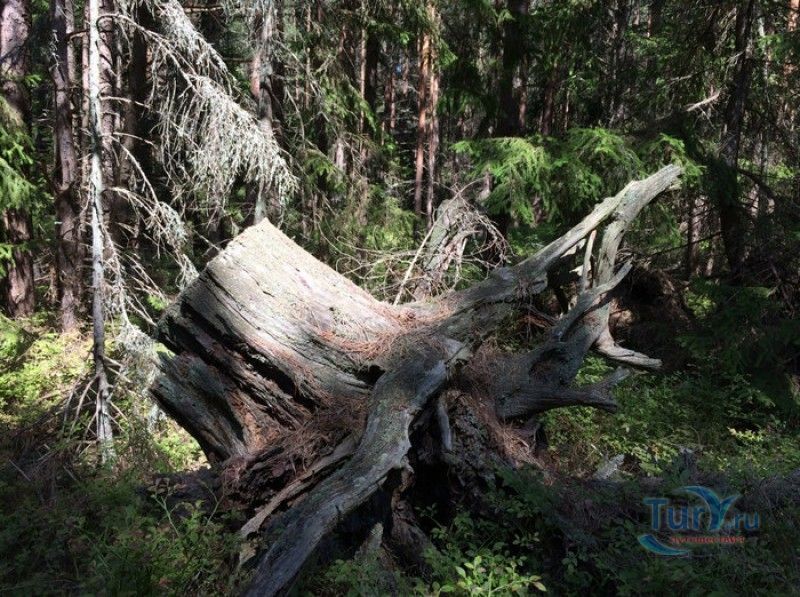 Остров Рухну