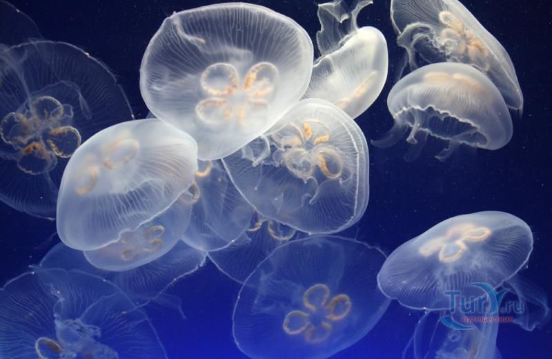 Океанографический музей Монако