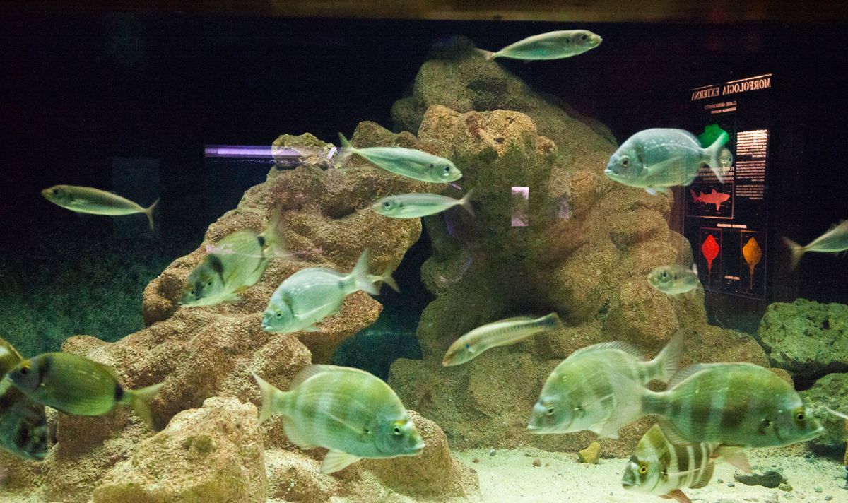 Аквариум Васко да Гама