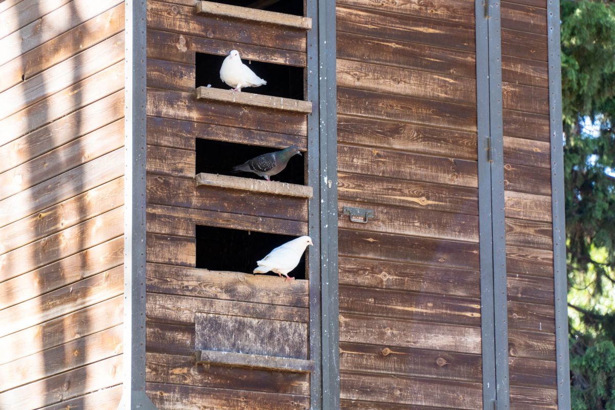 Сады дель Реал / Виверс