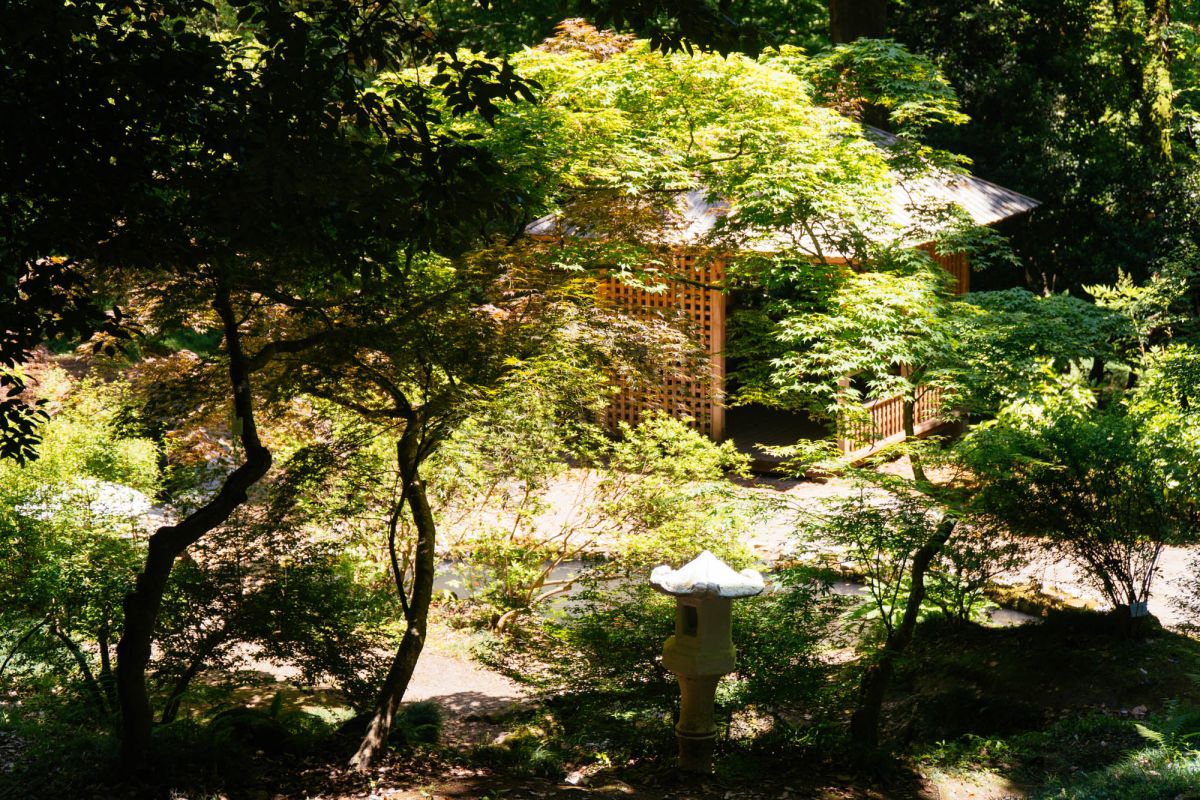 Батумский ботанический сад