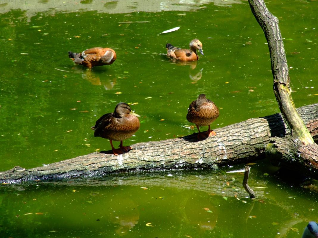 Краковский зоопарк