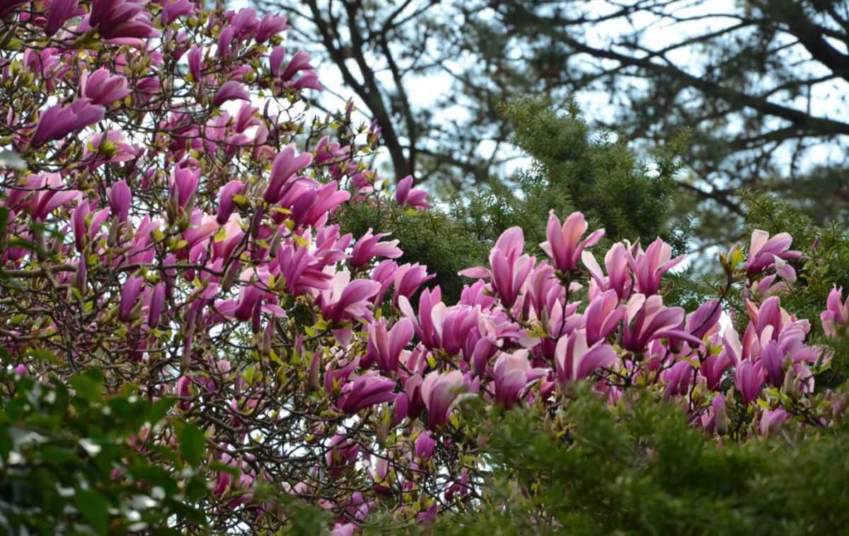Батумский ботанический сад