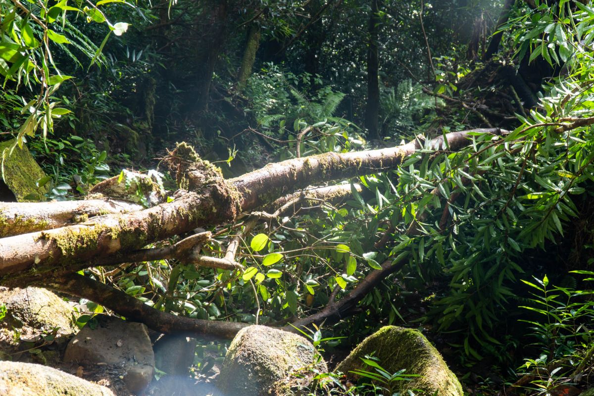 Национальный парк Морн Сейшелуа