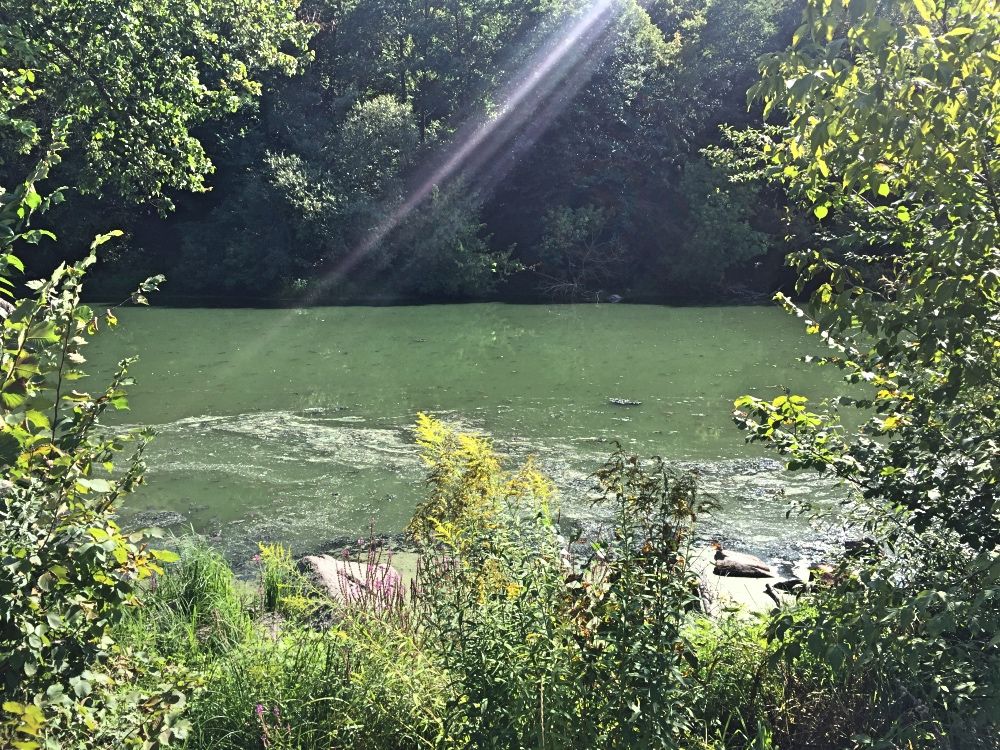 Река Тетерев