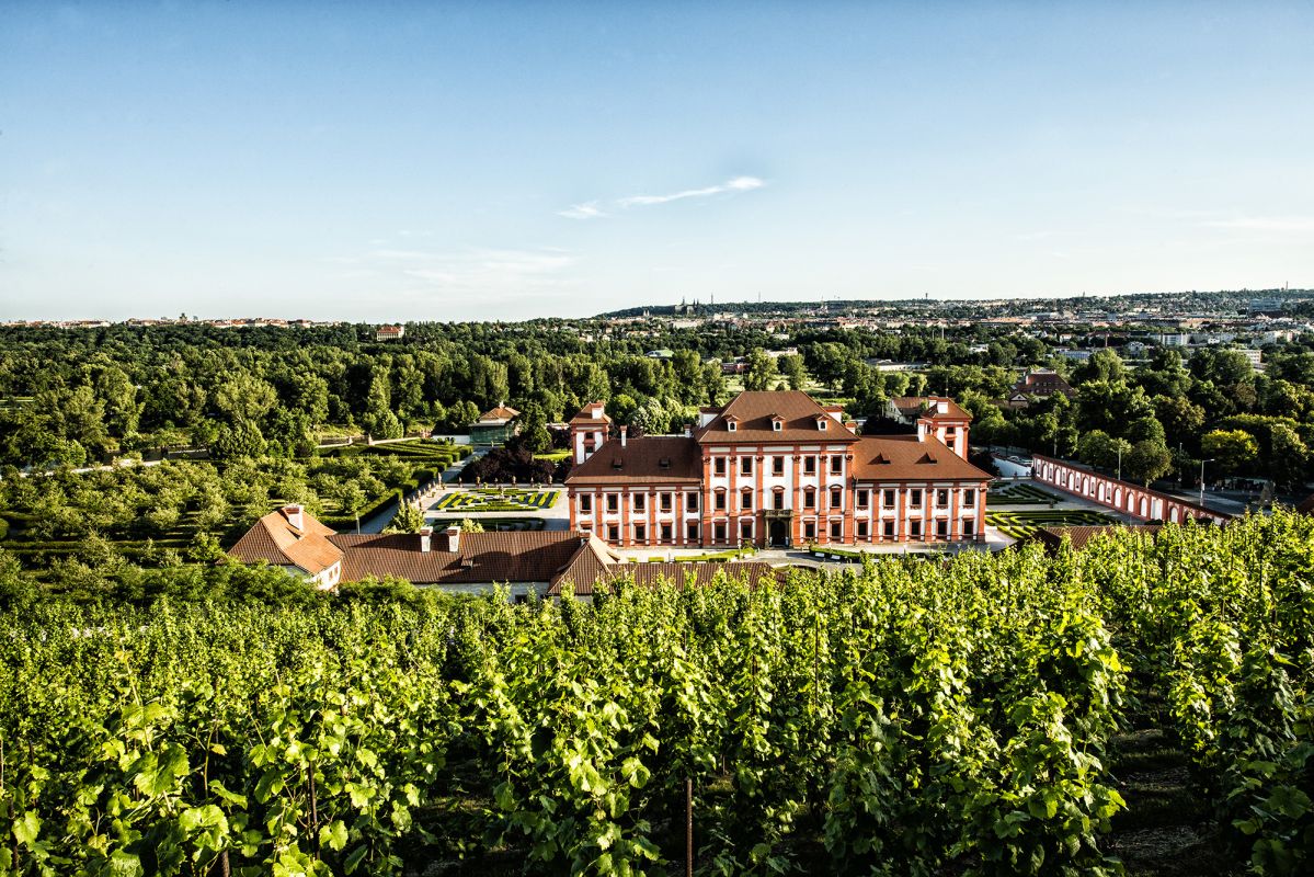 Виноградники святой Клары (Vinice sv. Kláry)